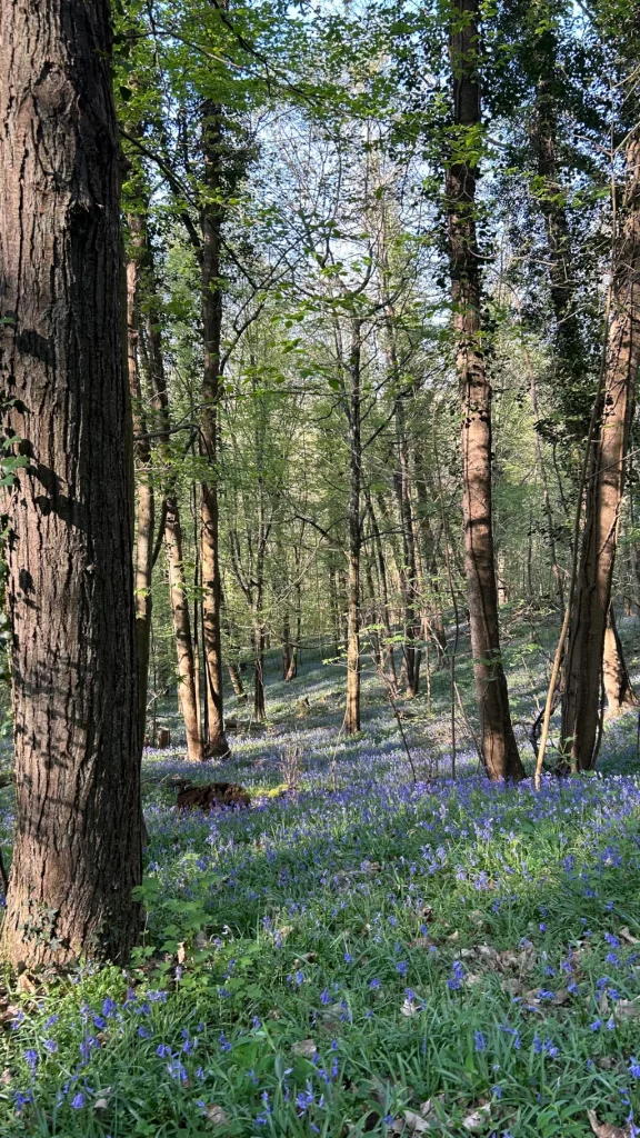 Photo verticale prise à l'intéreur de la foret de Villiers-Le-Bâcle. On peut y voir des rayons de soleil arrivant sur le sol verdoyant de végétation et de fleurs violettes.